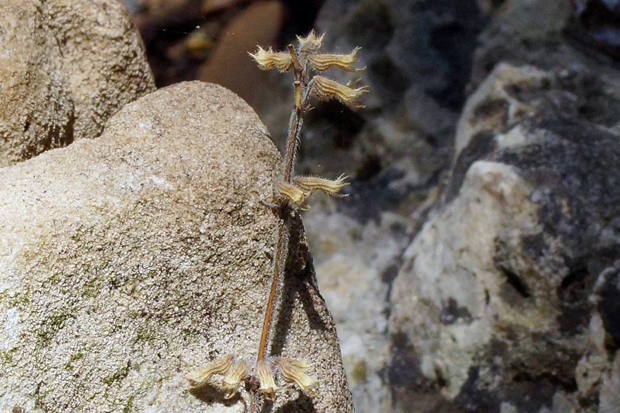 Ziziphora sardoa (=Acinos sardous) / Acino di Sardegna